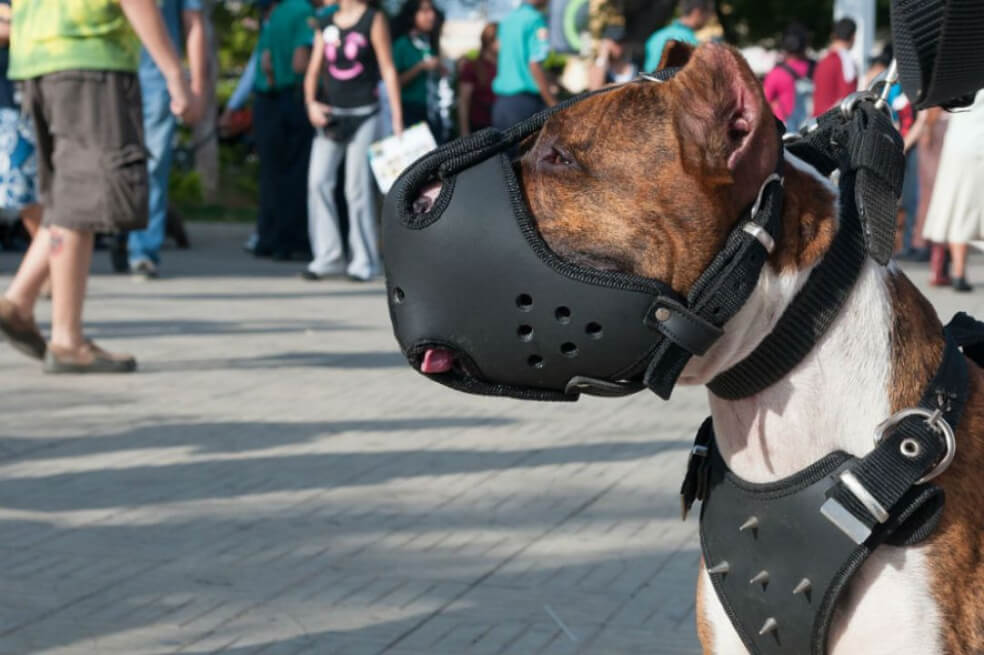 Hombre en Caldas deberá pagarle $48 millones a mujer que fue mordida por su perro