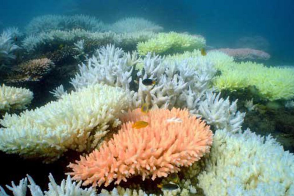 Científicos piden más esfuerzos para salvar la Gran Barrera de Coral