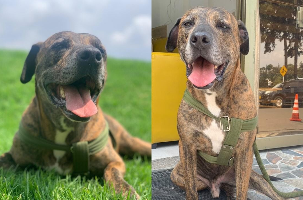 Tigger busca un hogar en Bogotá