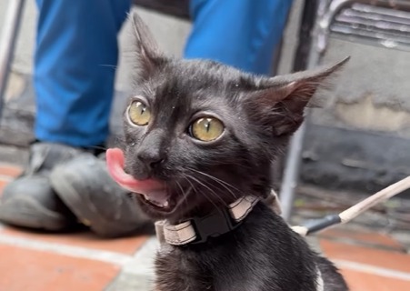 Guaira, la gatita rescatada en Venezuela que ahora hace parte de la Cruz Roja Colombiana