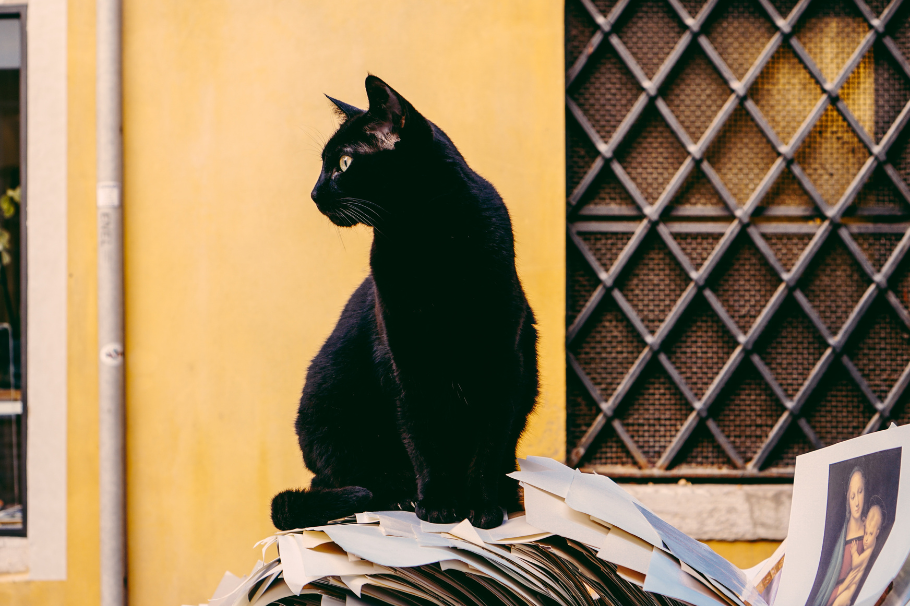 ¿Qué raza de gato es el negro?