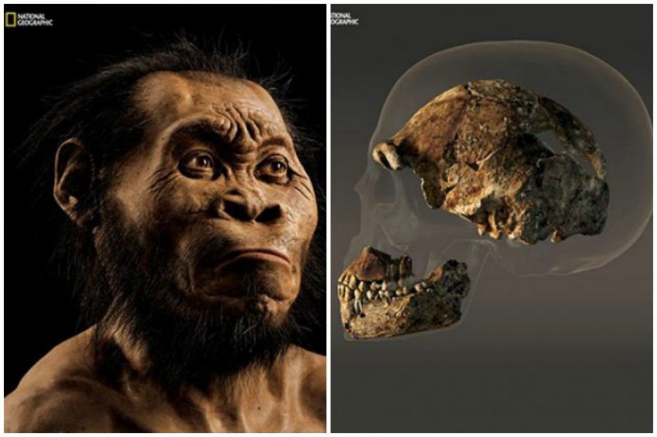 Descubren un Homo Naledi, un nuevo primo lejano del hombre
