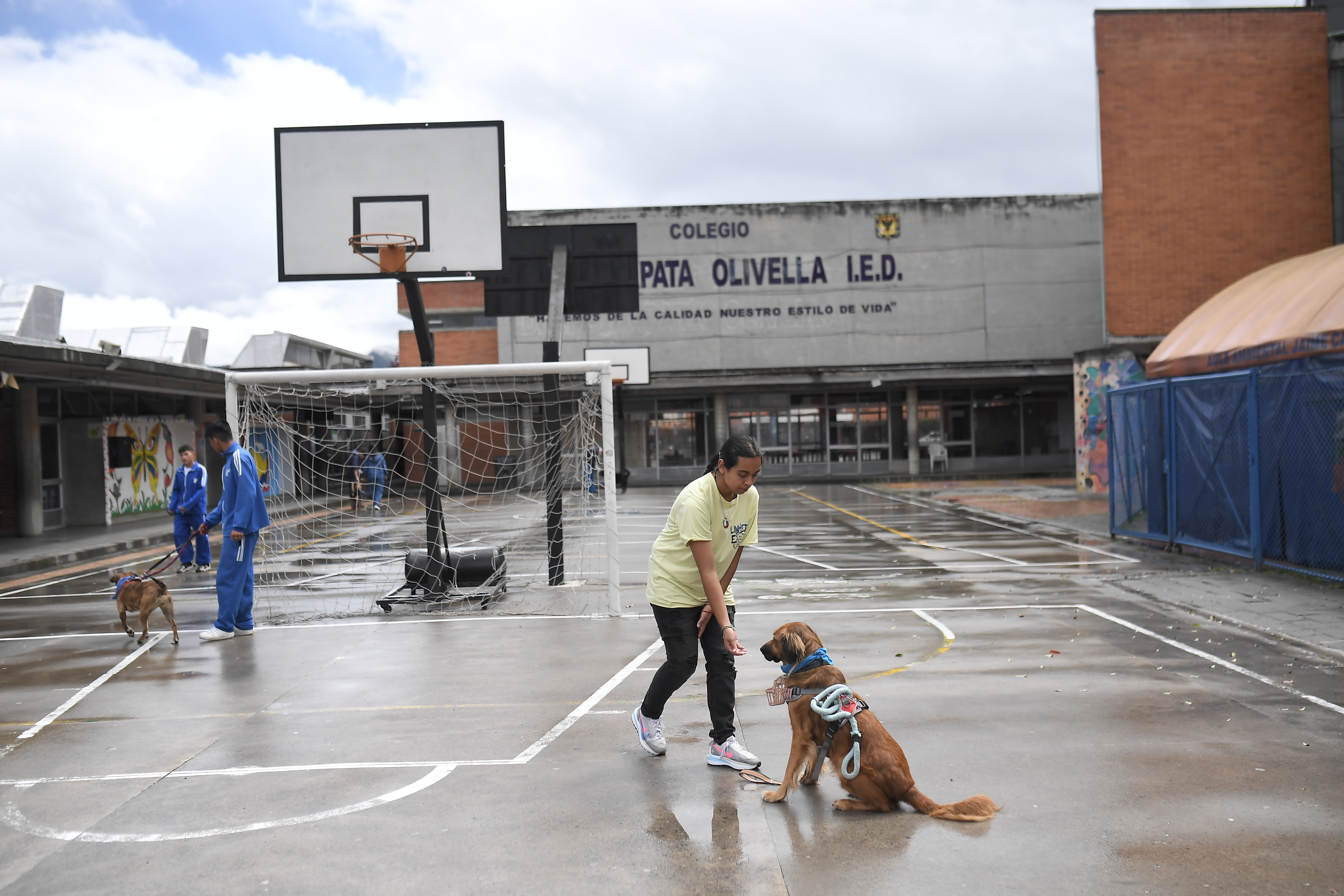 El colegio de Bogotá que se convirtió en un refugio para animales sin hogar