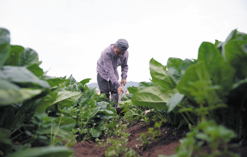 Los cuatro temas del evento serán la agricultura familiar, las economías verdes, los sistemas agroalimentarios y la construcción de paz.