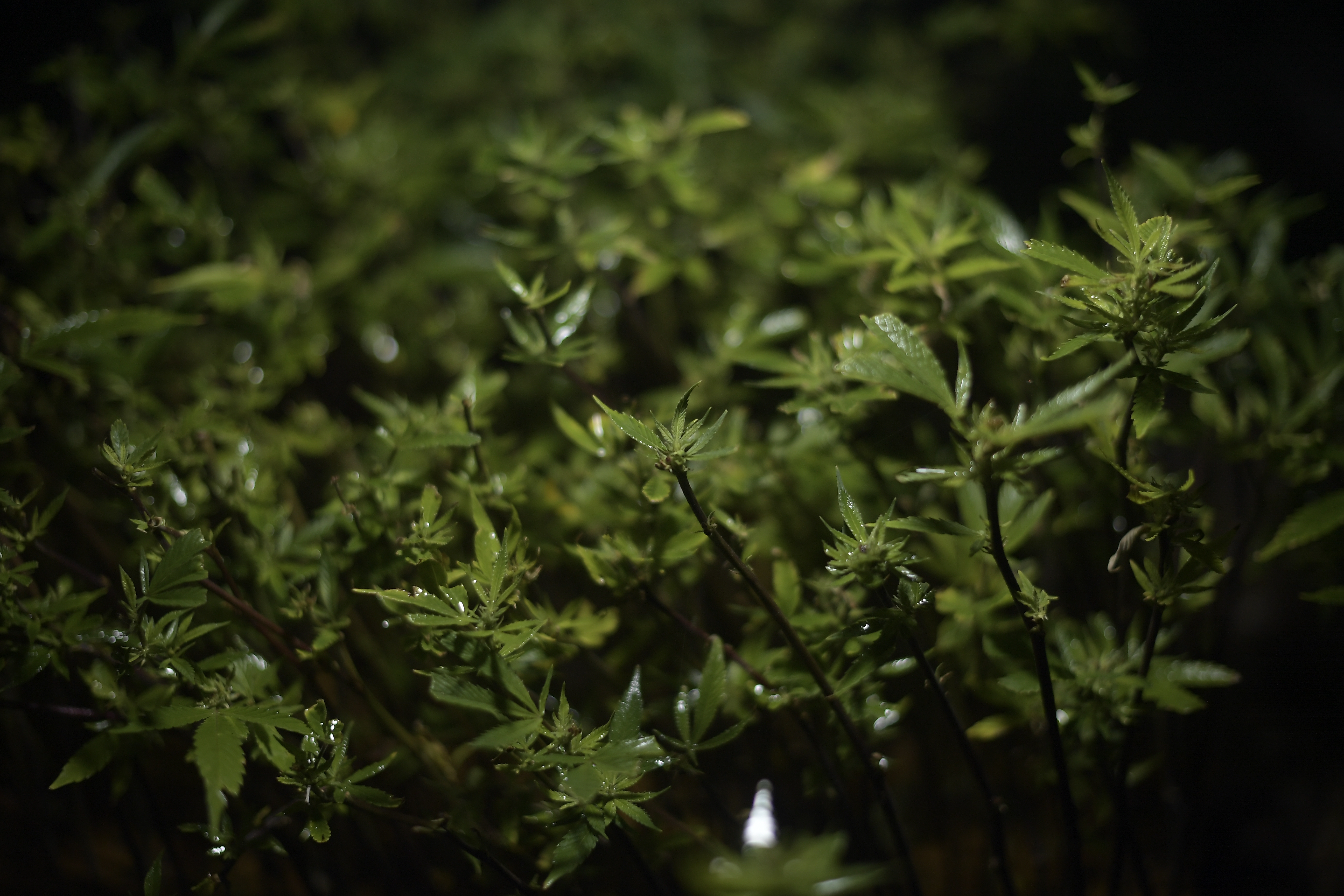Ocupan bienes por más de 1.000 millones a red que enviaba marihuana a Chile