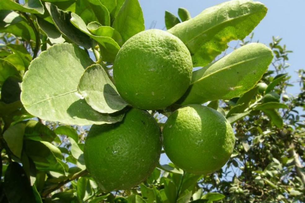 En este departamento se implementó la asistencia técnica para el mejoramiento del cultivo y se generó las capacidades para los procesos de postcosecha y comercialización. Tras meses de estar trabajando en este proyecto, se consiguió aplicar la normatividad y los estándares para la producción del limón.