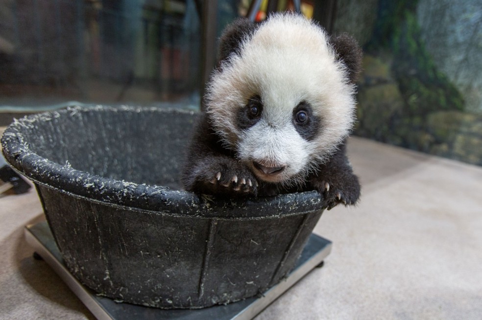 Vea estos videos de cachorros pandas (y alíviese un poco del encierro)