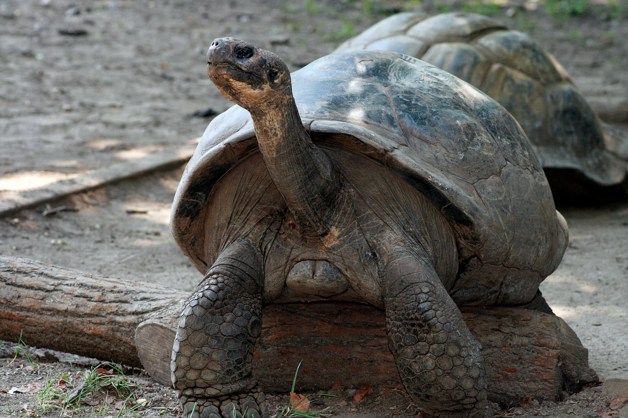 Tortuga gigante de 100 años se convierte en la madre primeriza  más vieja de su especie