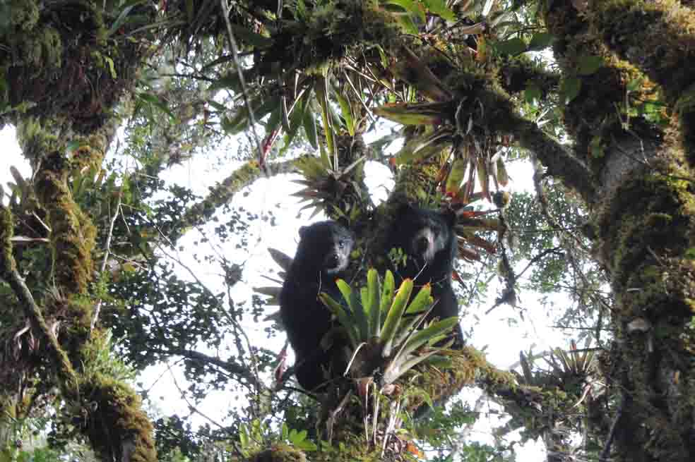 Osos de anteojos en el Parque Chingaza