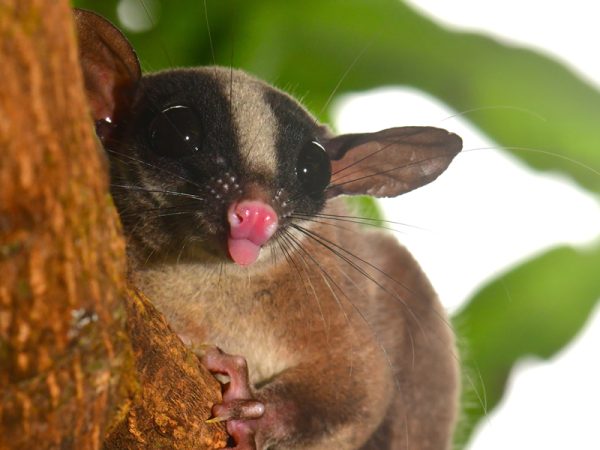 Se trata de un pequeño marsupial nocturno, de un tamaño semejante a la palma de una mano humana, que se alimenta de insectos, huevos de aves, frutos y savia de árboles.