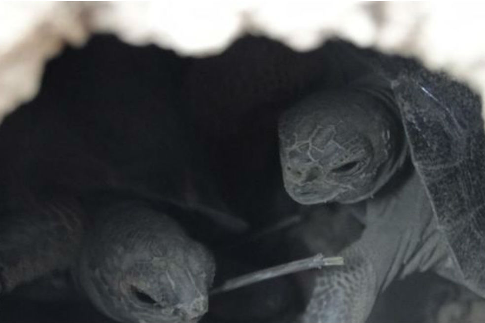 La vida renace en las islas Galápagos tras eliminar a las ratas