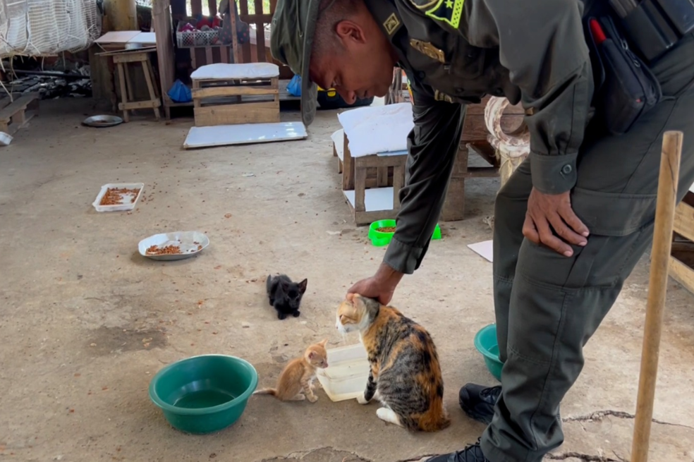 “Esperanza de los gatos”: mujer y Policía de Cartagena ayudan a felinos abandonados