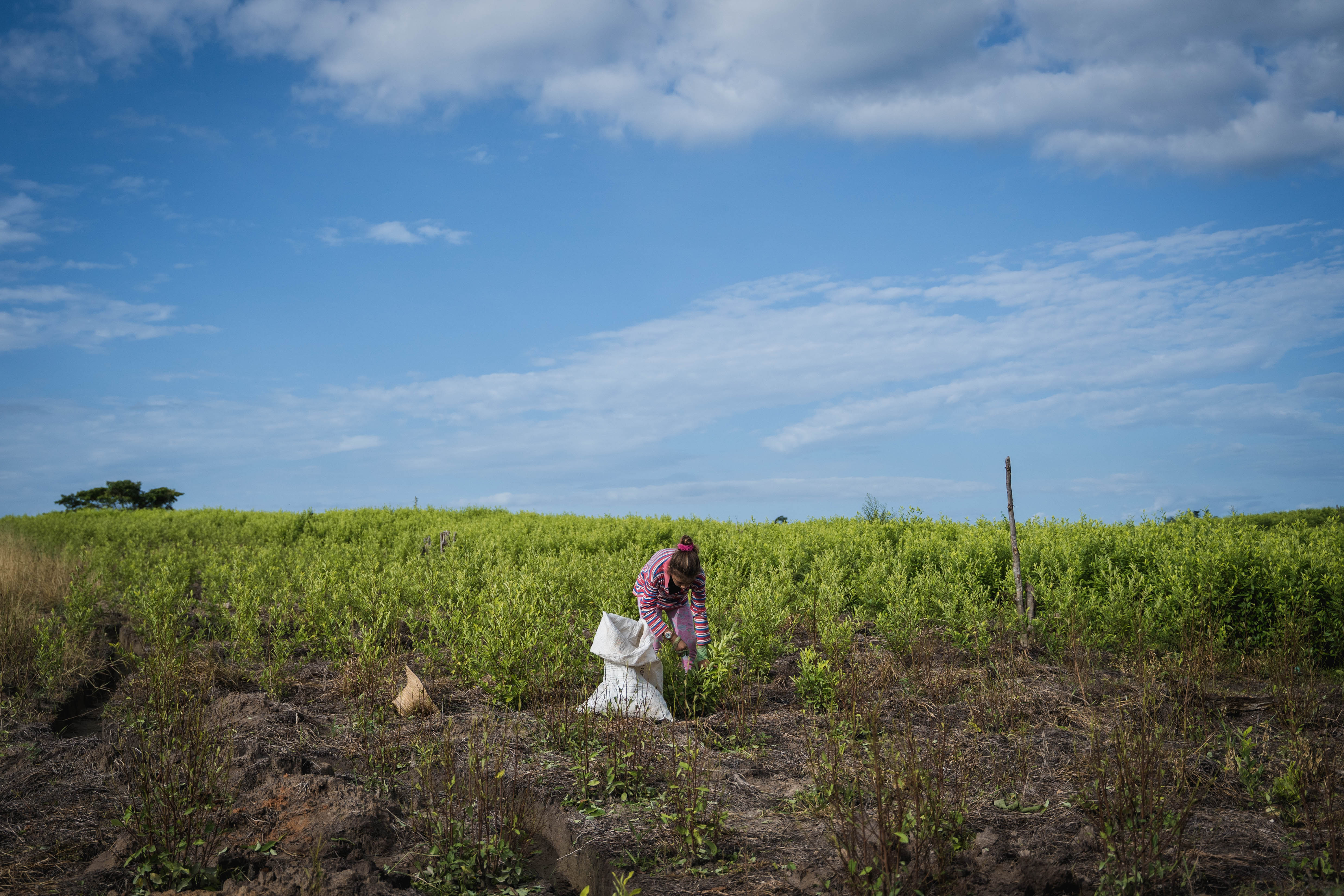 Raspachines en cultivos de coca en Tibú- Catatumbo