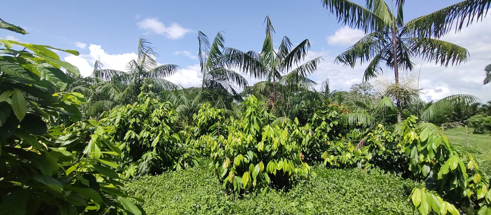 Agricultura orgánica y educación para potenciar el campo colombiano