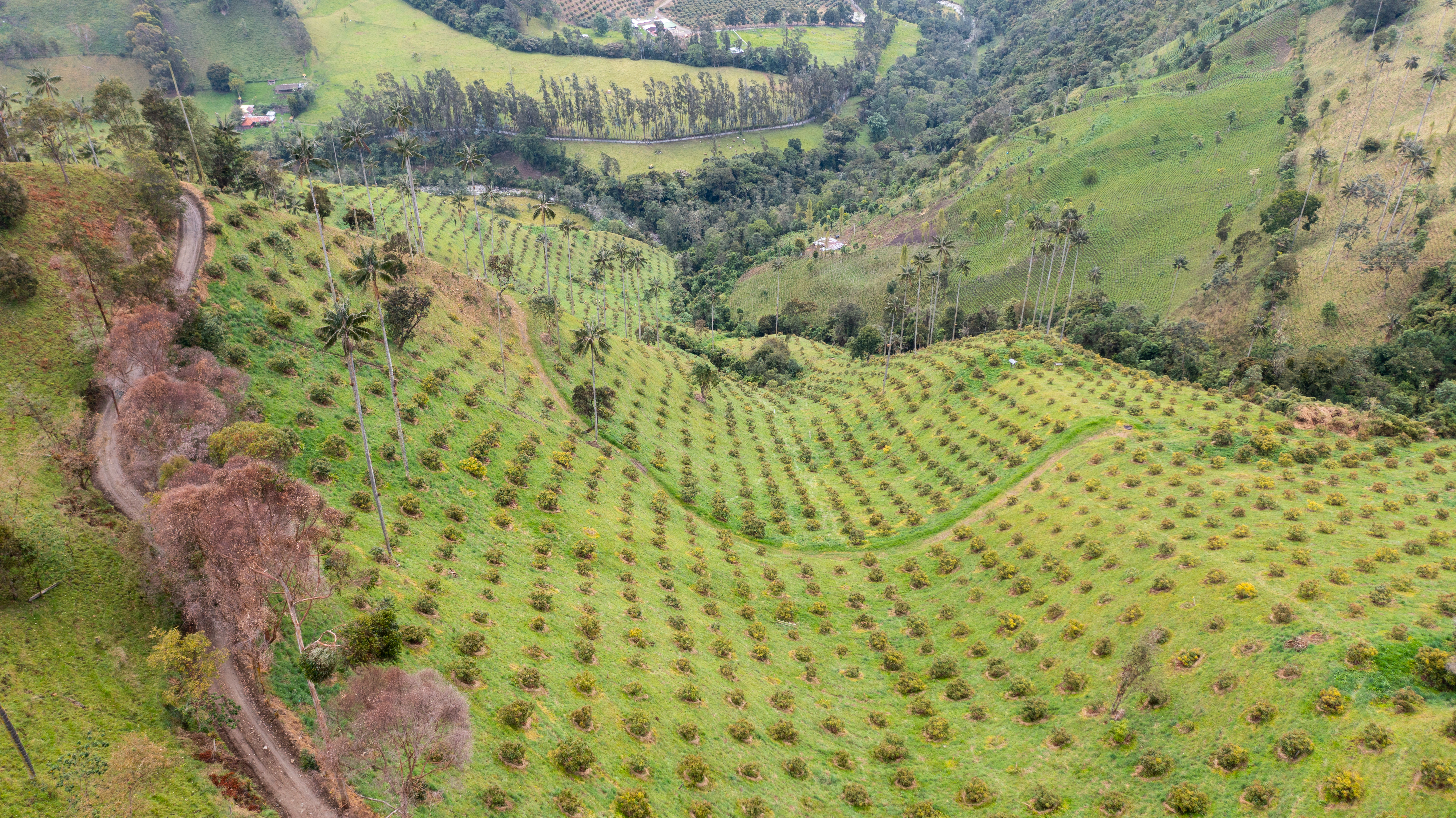Desde hace cinco años han aumentado los cultivos de aguacate hass en Cajamarca.