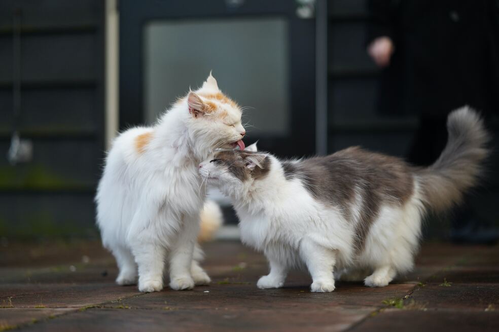 ¿Por qué los gatos se lamen entre ellos? Esta es la principal razón