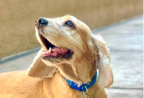 Él es un Toffy, un perro de raza cocker, que tenía 8 años cuando ocurrieron los hechos.