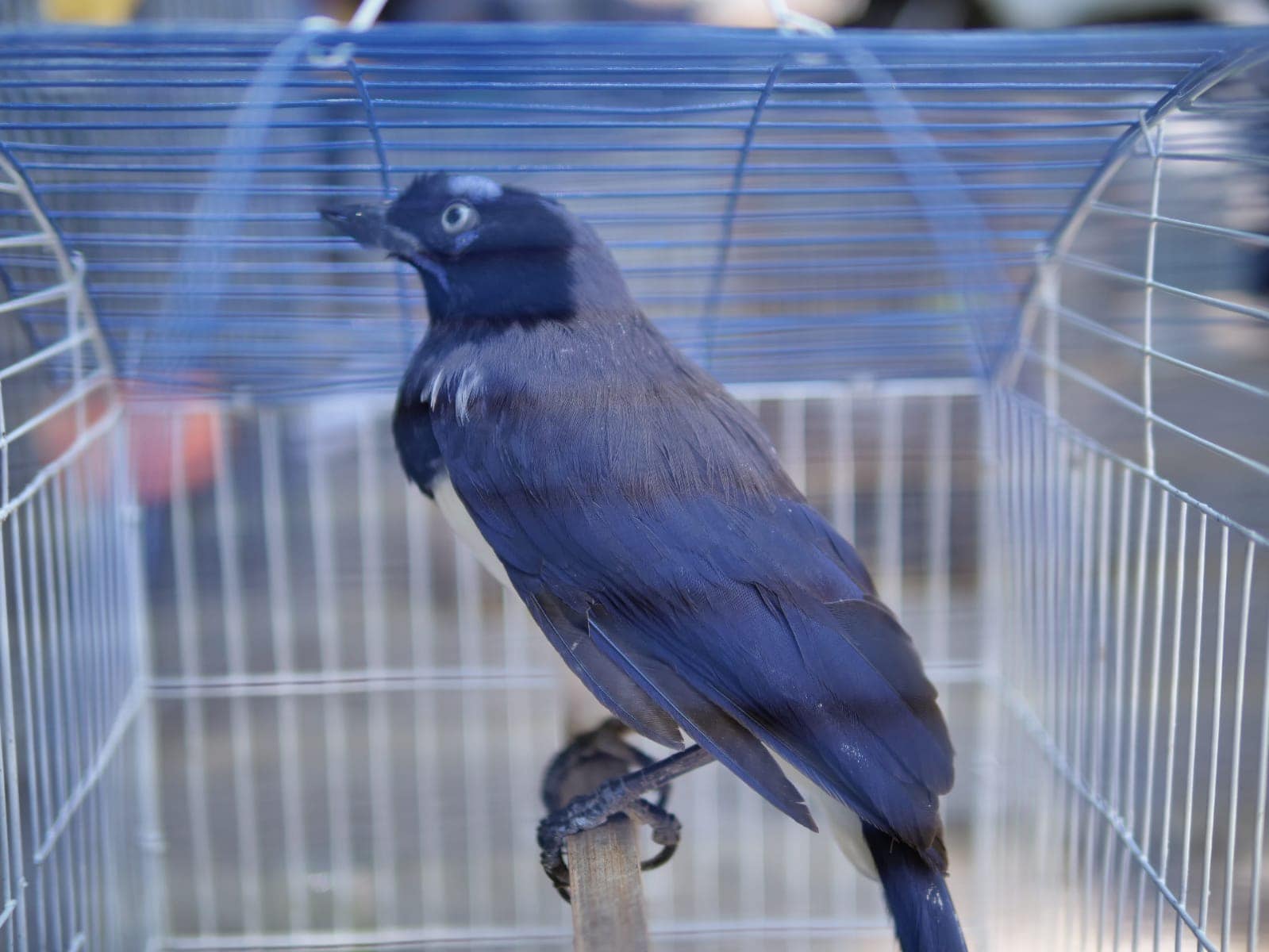 Le contamos por qué no debe tener animales silvestres como mascotas