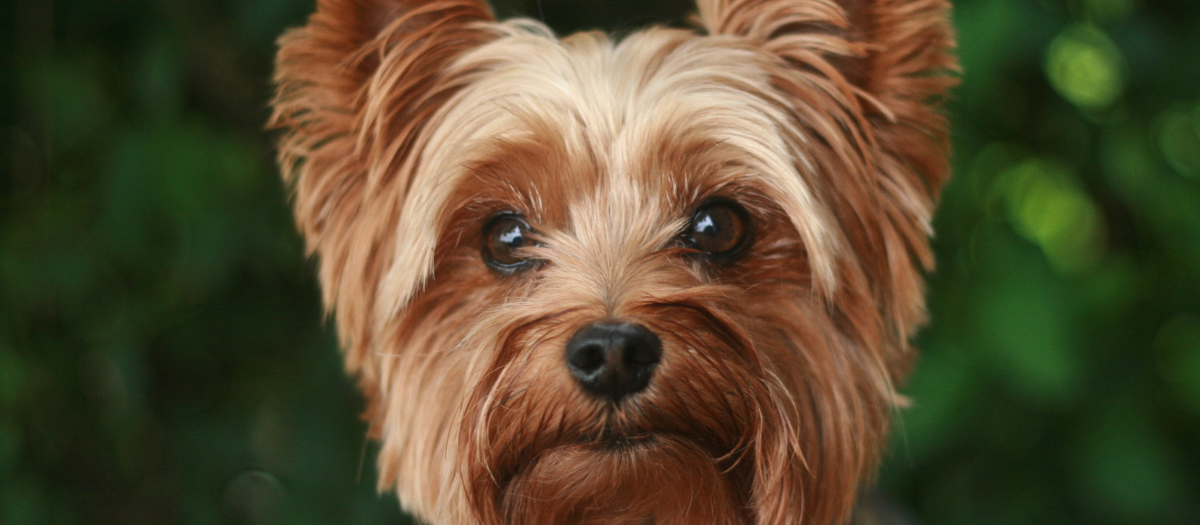 Yorkshire Terrier: características y personalidad de esta raza de perros