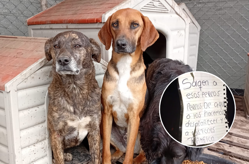 “La vida de nuestros animales corre peligro”: Fundación Kenovy denuncia amenazas