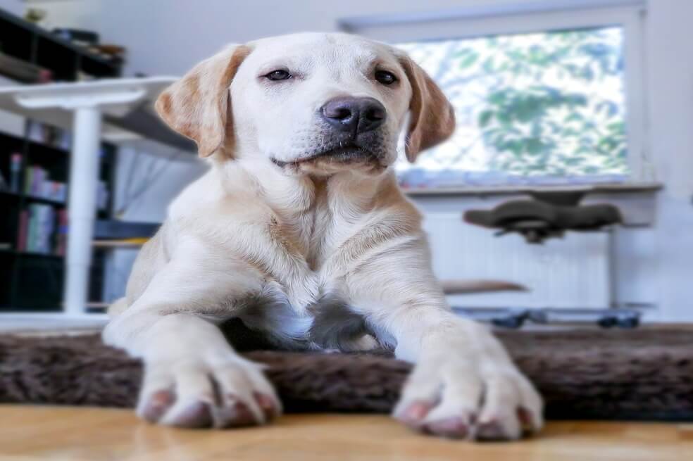 Cuidados para tu perro en tiempos de cuarentena