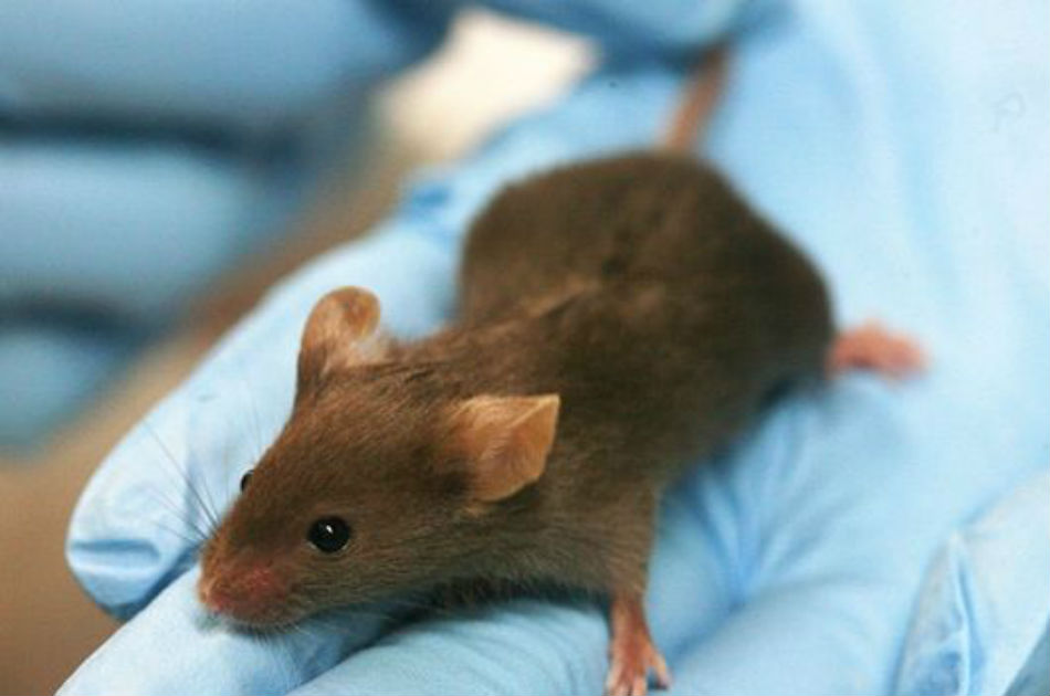 Corazón de un ratón vuelve a latir tras ser reconstruido con células humanas