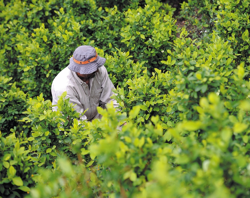 Colombia redujo un 4% los cultivos de coca, según el gobierno de Estados Unidos