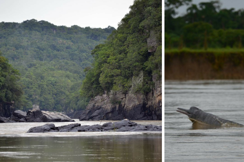 Expedición científica en el Meta registró 51 delfines de río