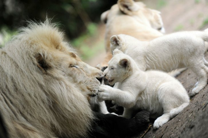 Nacen en Polonia cuatro leones blancos | EL ESPECTADOR