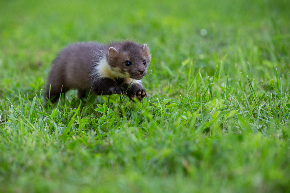 Cinco datos sobre la comadreja, el animal carnívoro más pequeño del mundo