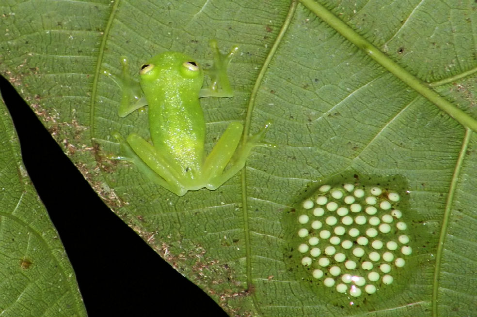 A proteger la biodiversidad: ¡Para ya es tarde!