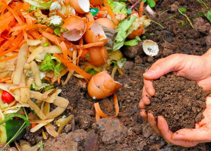 Abono casero que puedes preparar para tu jardín en casa