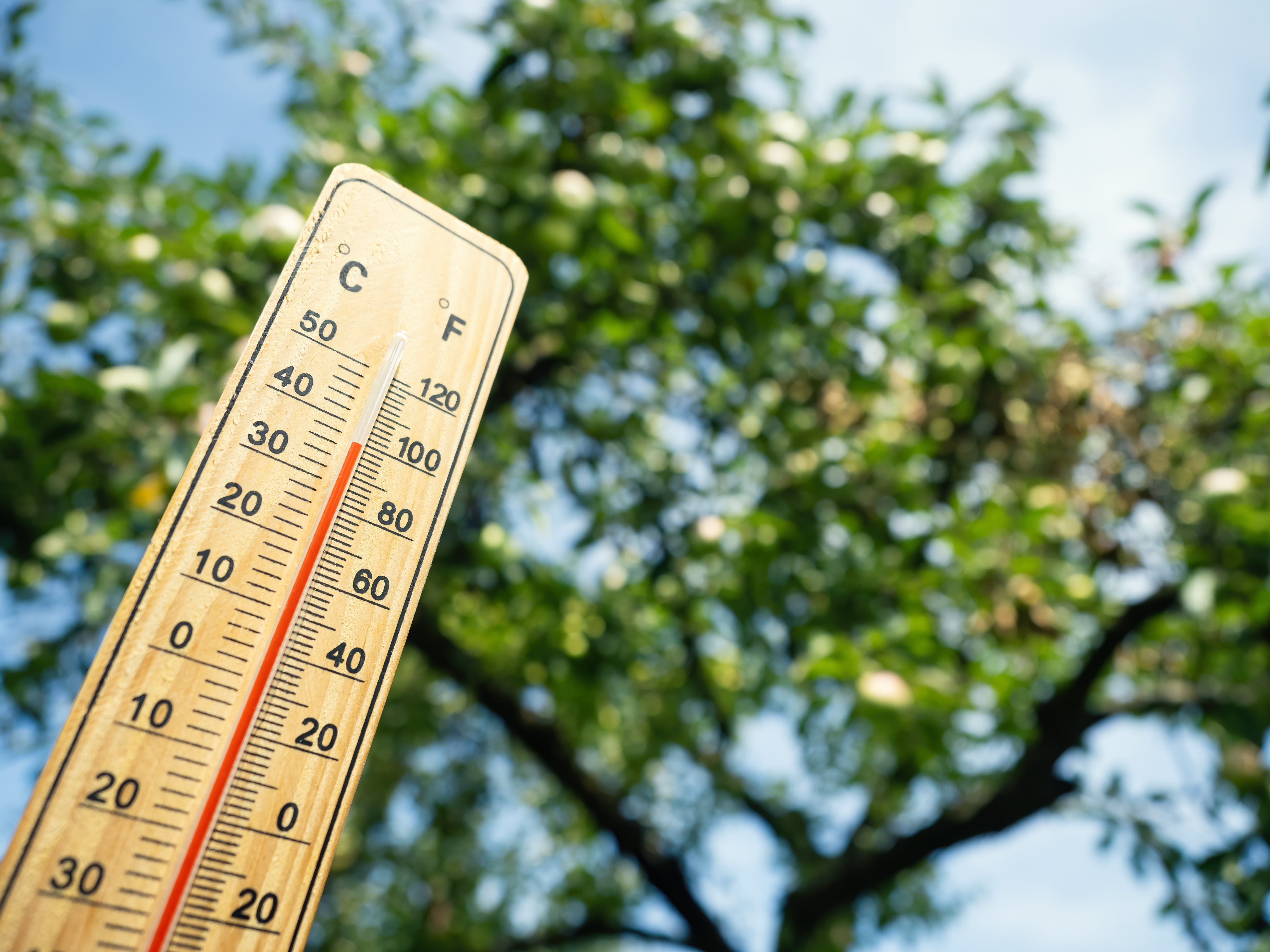 Fotografía que muestra un termómetro de mercurio marcando más de 30 grados centígrados en frente de un árbol al que le caen los rayos directos del sol.