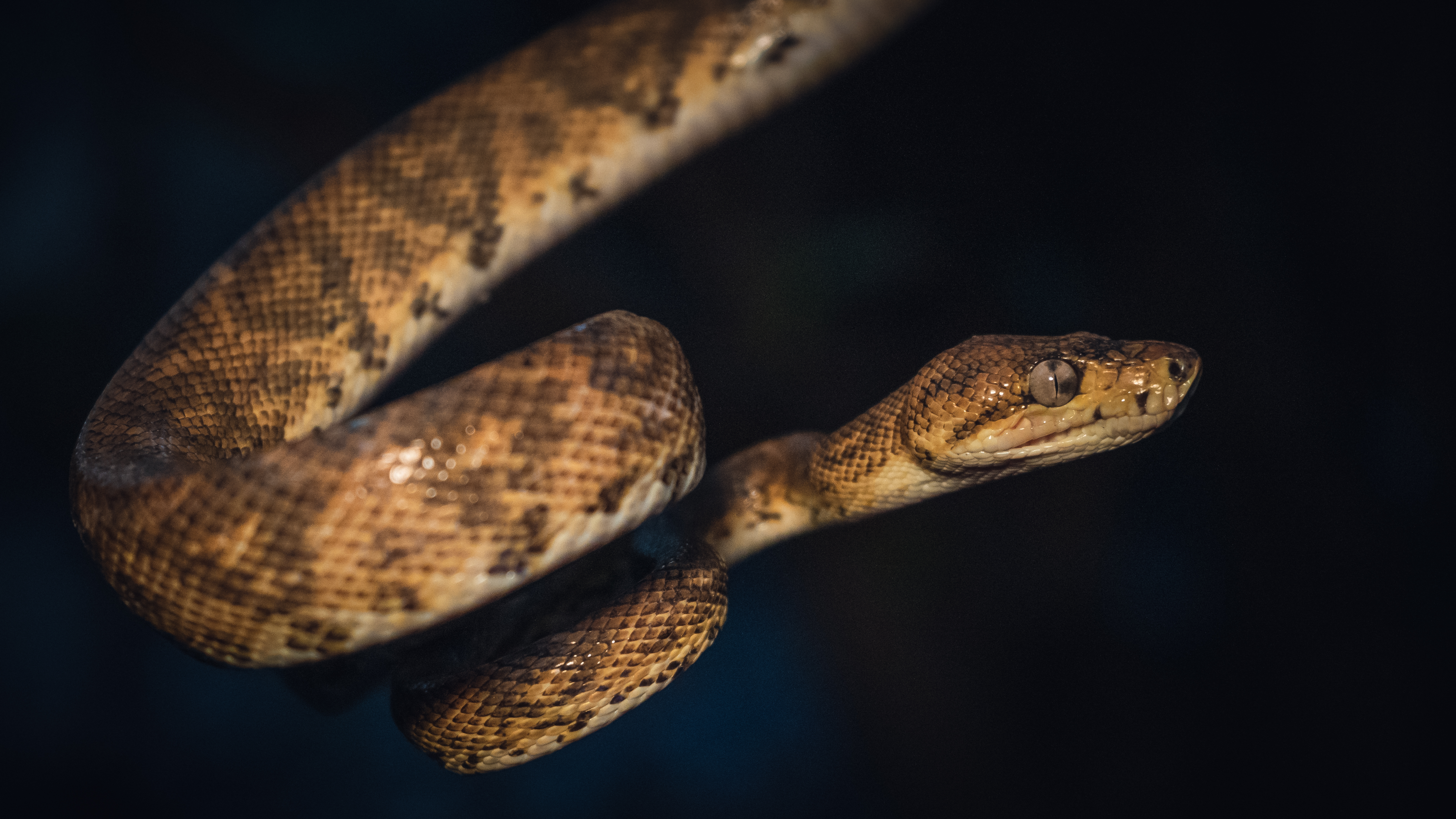El uso de la fauna silvestre: un tema en crisis en Colombia
