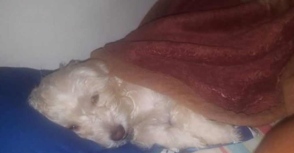 Judicializan a dos hombres que ocasionaron la muerte de dos animales en Antioquia
