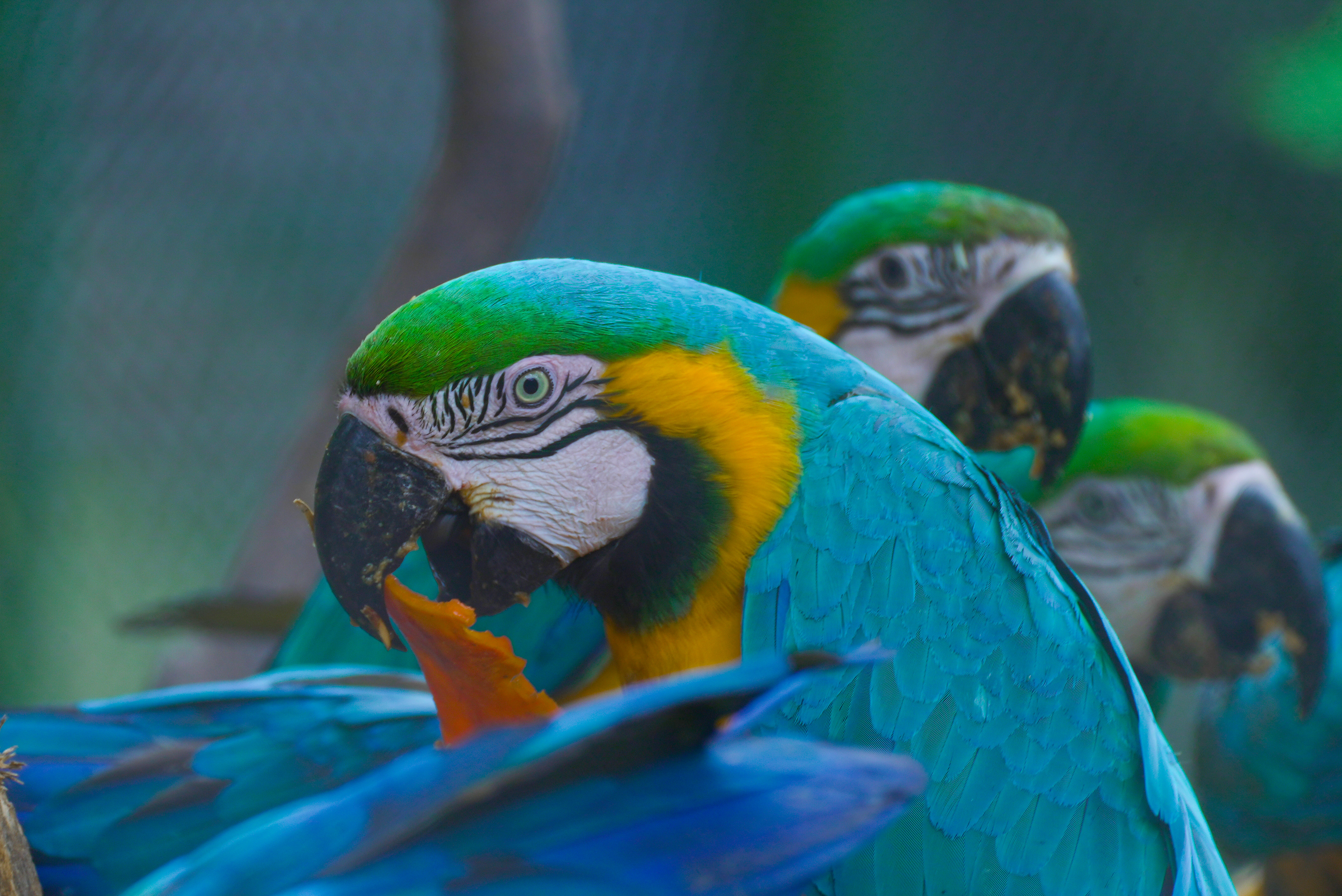 El lugar que salva la vida de miles de animales silvestres en Colombia