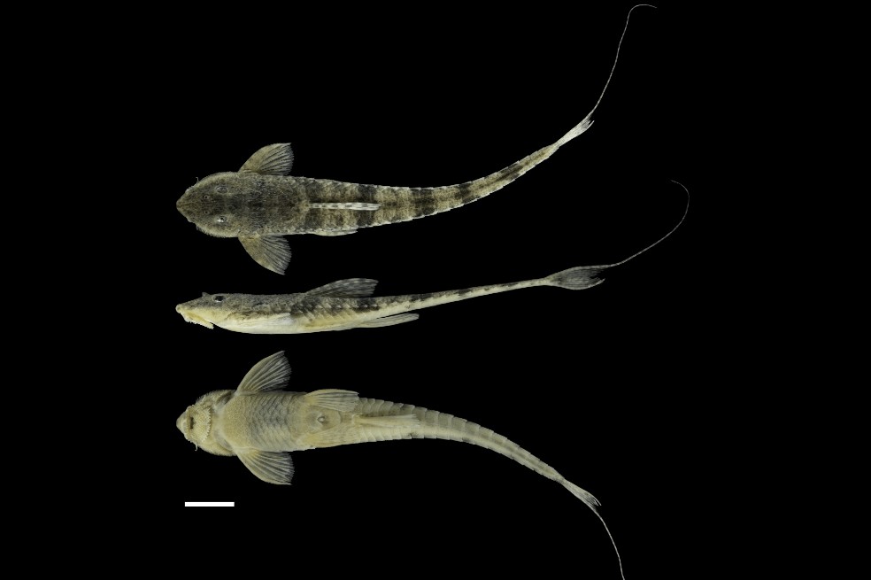 En Colombia, investigadores de la UdeA descubren dos nuevas especies de peces