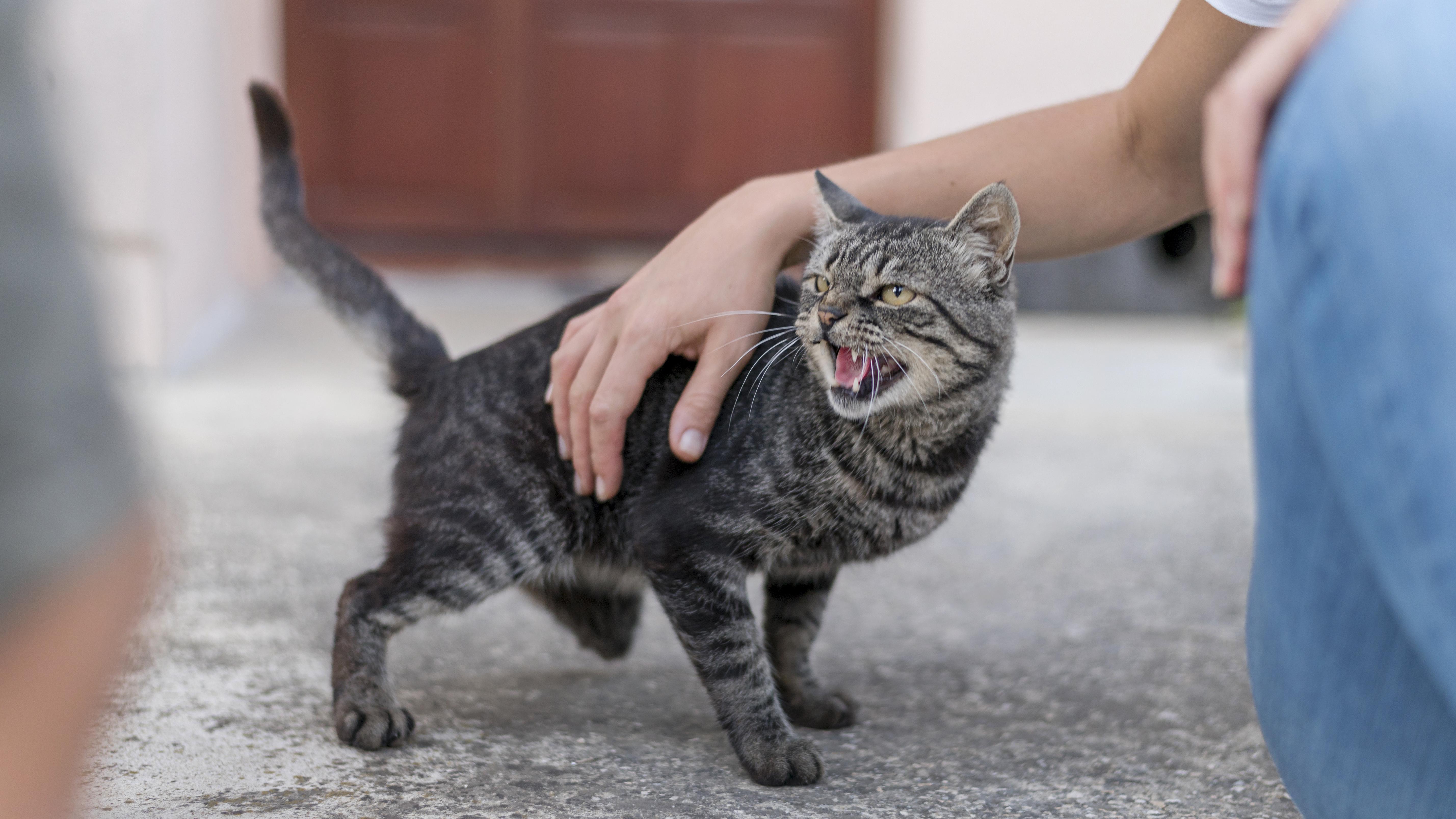 ¿Cómo saber si tu gato te está protegiendo?