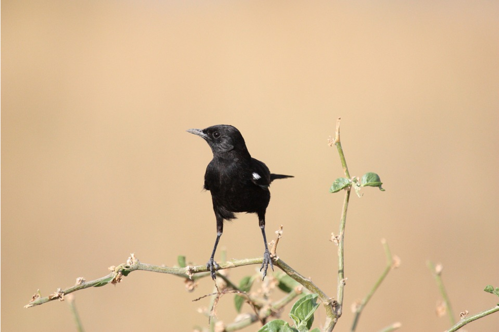 Un pájaro nace (Cuentos de sábado en la tarde)