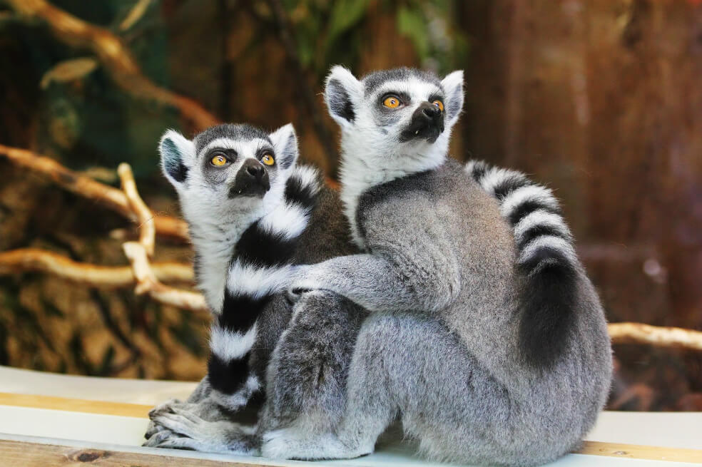 El cambio climático acabaría con el hábitat de los lémures de Madagascar