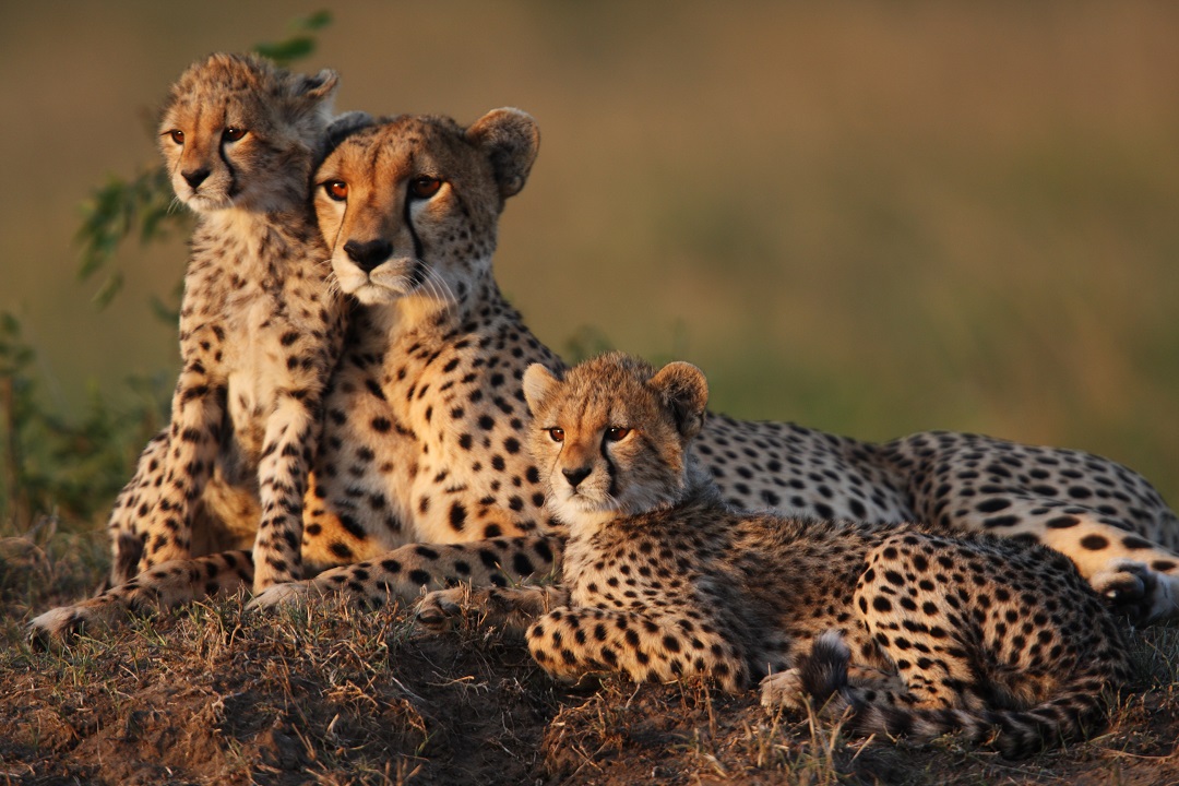 4. Oso PolarSon de las especies más atentas del reino animal, siempre están pendientes de sus crías, quienes permanecen con ellas por dos años aproximadamente, mientras aprendena sobrevivir en medio del frío.Para protegerlos, la madres crean un refugio en medio de la nieve, cavando. Su labor más importante es mantener a los cachorros calientes y sanos brindándoles calor corporal y leche. Después, les enseñan a cazar.