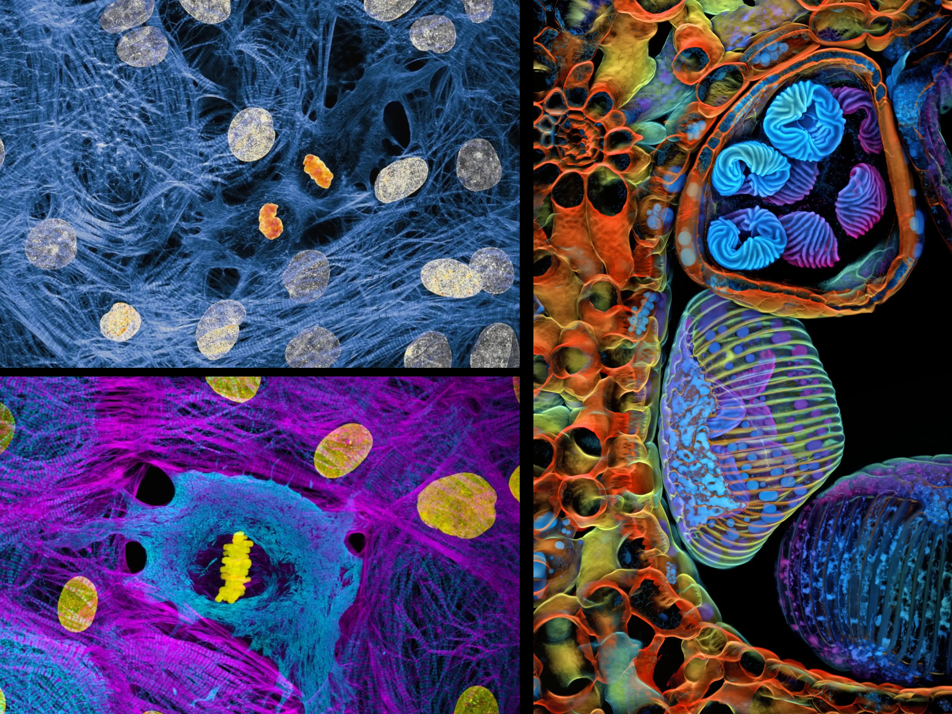 Este año se celebra el 51.º aniversario del concurso Nikon Small World.