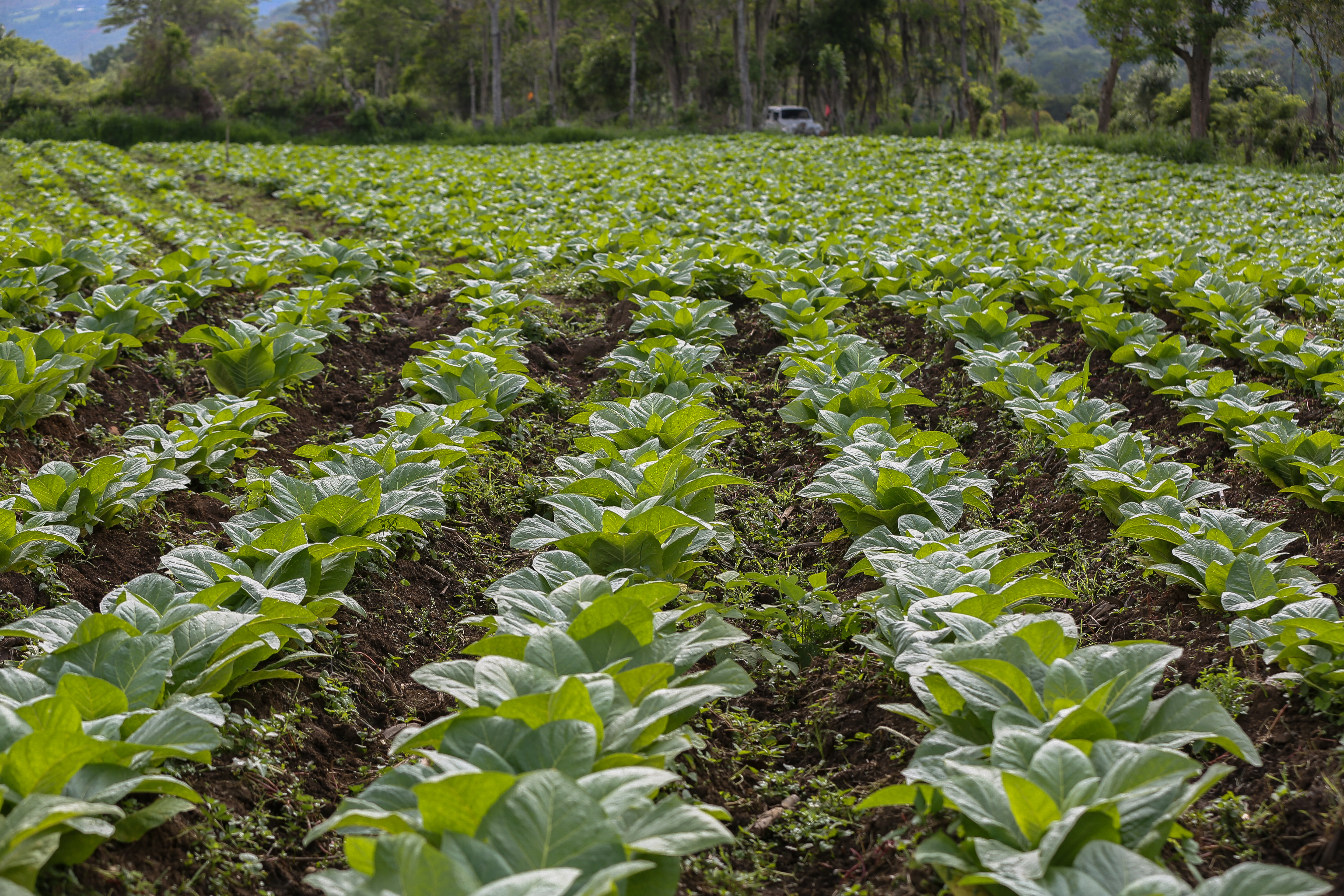 British American Tobacco no producirá más tabaco en Colombia