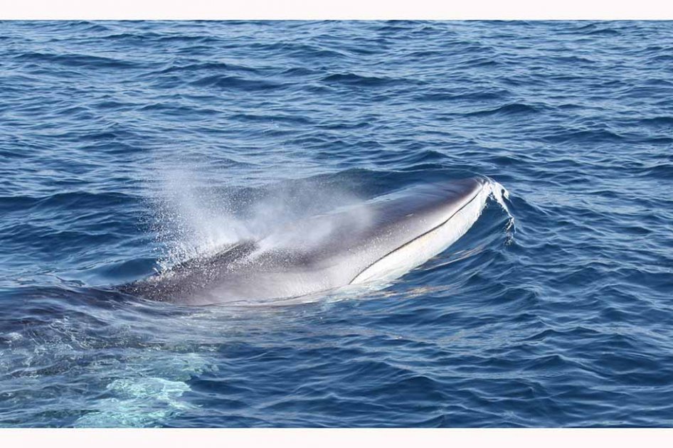 Científicos reportaron que el mar Mediterráneo batió su récord de temperatura diaria
