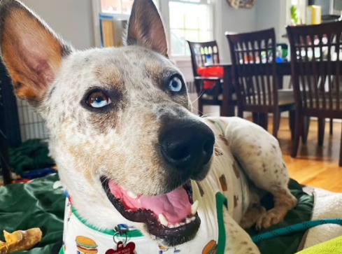 Adoptan a perro discapacitado que siempre era rechazado por su condición