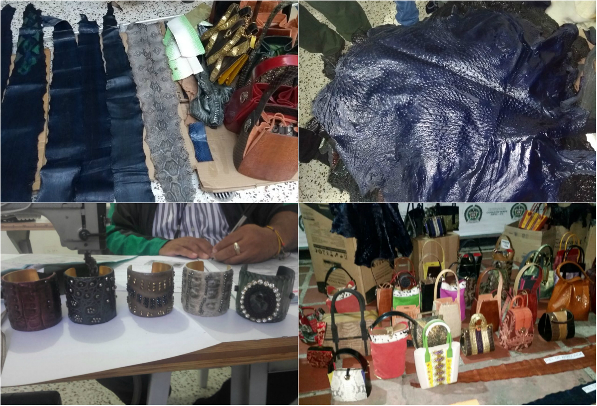Extranjero utilizaba piel de animales silvestres para fabricar prendas de vestir en Cali