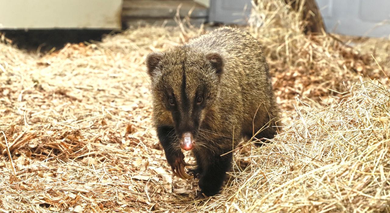 El tráfico de animales silvestres es frecuente en la capital.