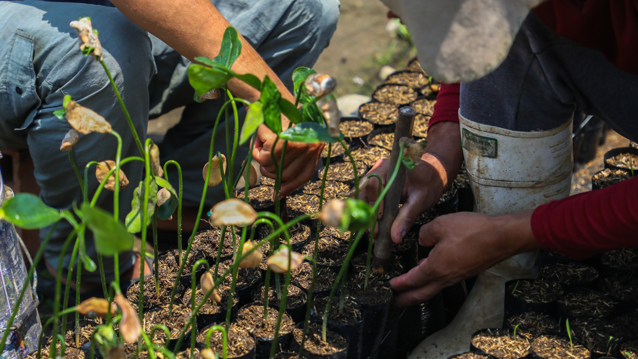 Corpoamazonia entregó 1.250 plantas maderables y frutales propias de la región amazónica, a través del proyecto “Ser Putumayo”.