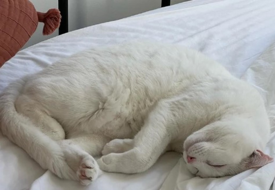 Gatita sorda encuentra una familia luego de pasar un largo tiempo en un refugio