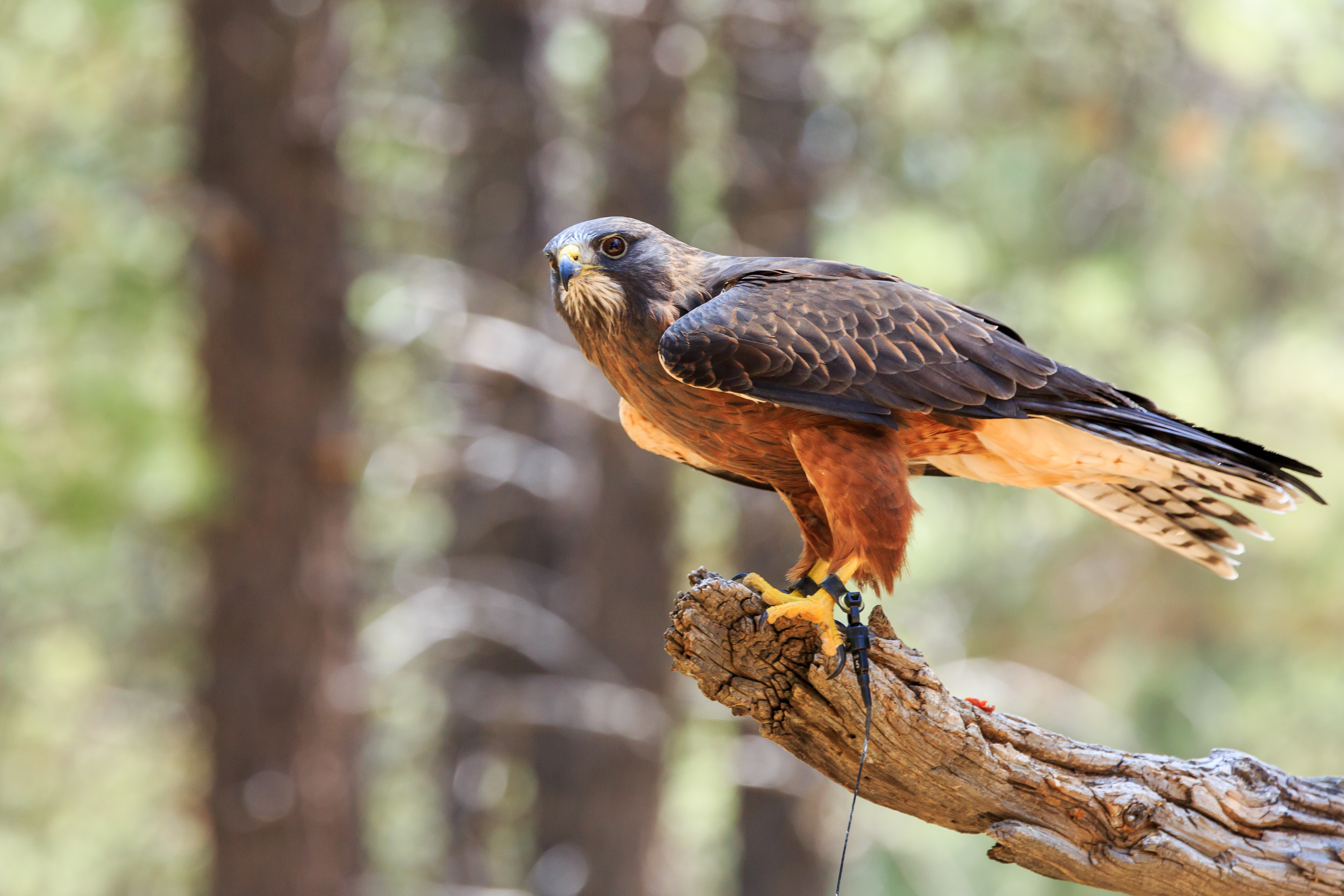 Así es cómo la protección de las aves migratorias pude impulsar el desarrollo sostenible